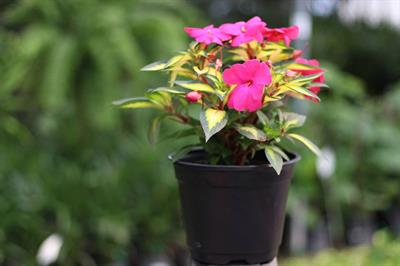 Impatiens hawker